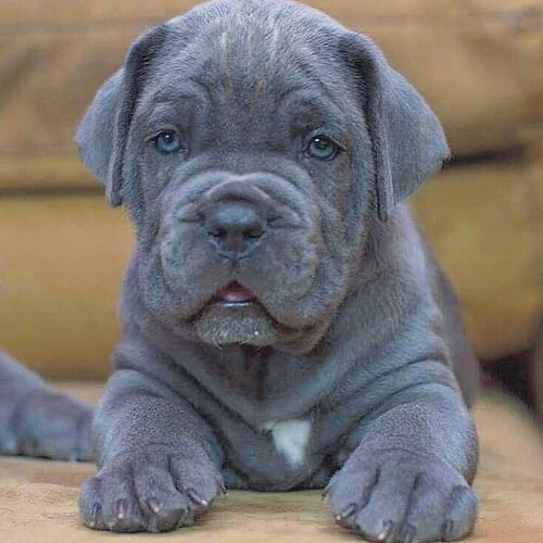 Filhote da raça Cane Corso no Acre — fotografia ilustrativa da raça