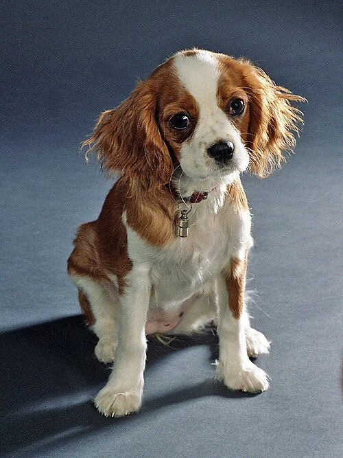 Filhote da raça Cavalier King Charles Spaniel em Belém — fotografia ilustrativa da raça