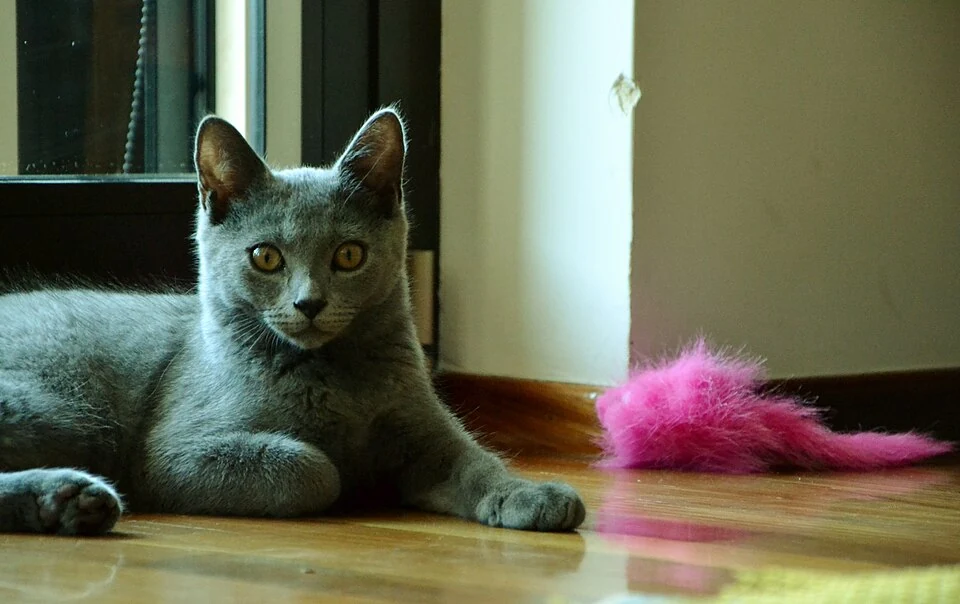 Filhote da raça Chartreux no Acre — fotografia ilustrativa da raça