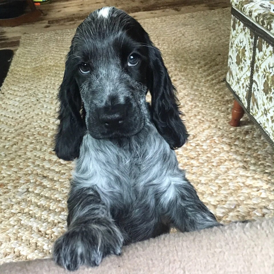 Filhote da raça Cocker Spaniel Inglês no Amazonas — fotografia ilustrativa da raça