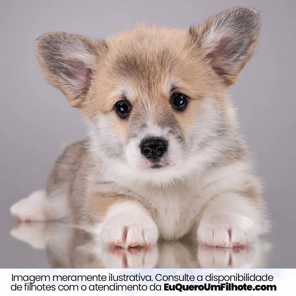 Filhote da raça Corgi no Acre — fotografia ilustrativa da raça