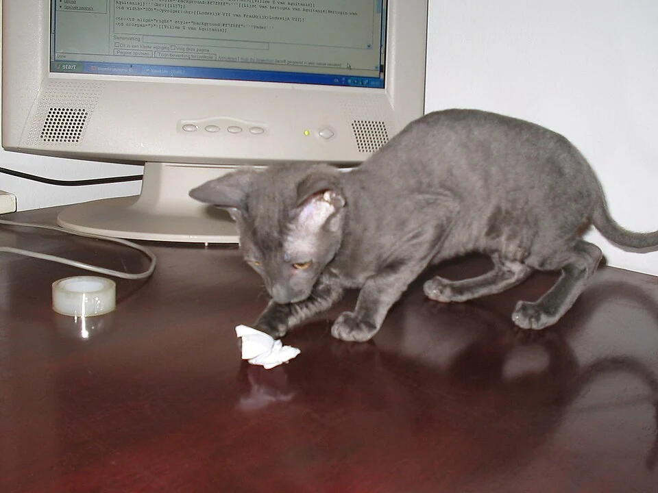Filhote da raça Cornish Rex no Acre — fotografia ilustrativa da raça