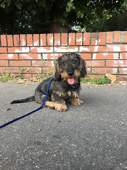 Filhote da raça Dachshund no Amazonas — fotografia ilustrativa da raça