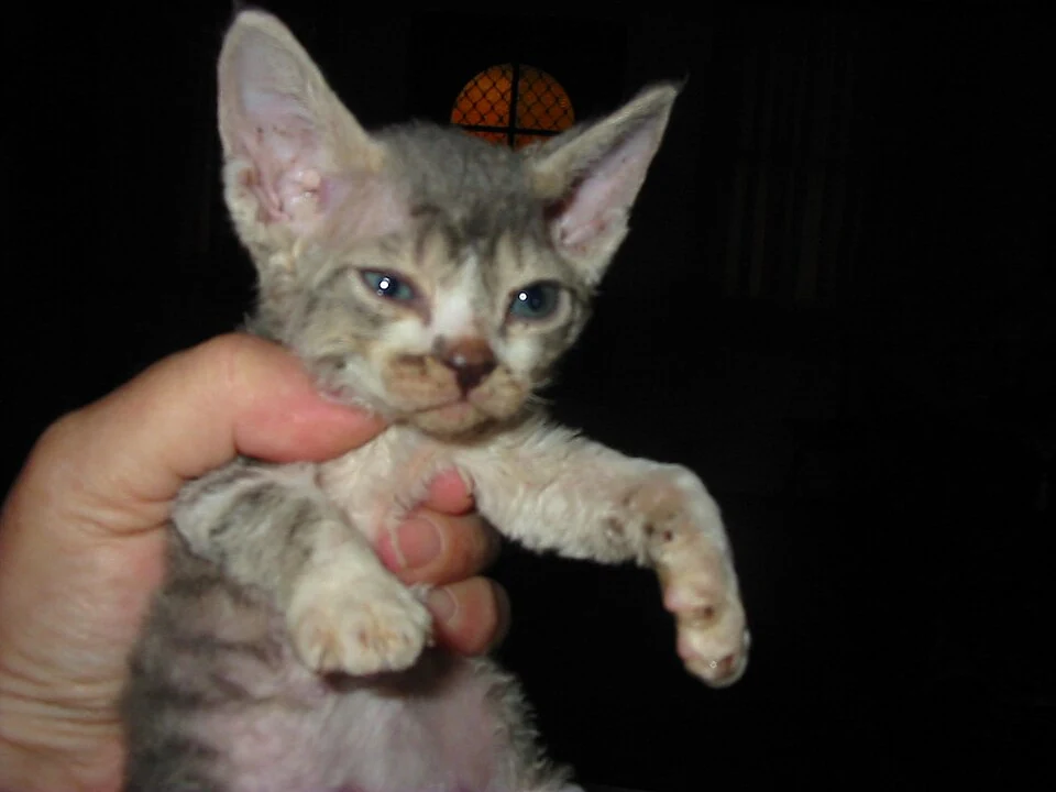Filhote da raça Devon Rex em Boa Vista — fotografia ilustrativa da raça