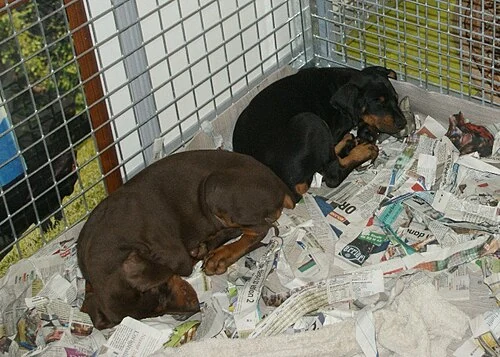 Filhote da raça Doberman em Arapiraca — fotografia ilustrativa da raça