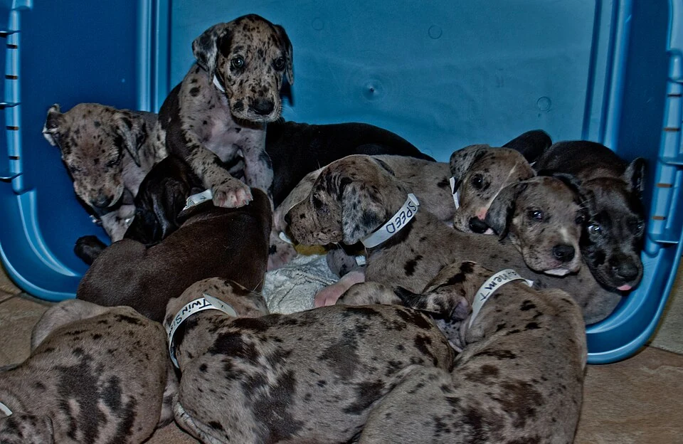 Filhote da raça Dogue Alemão no Amapá — fotografia ilustrativa da raça