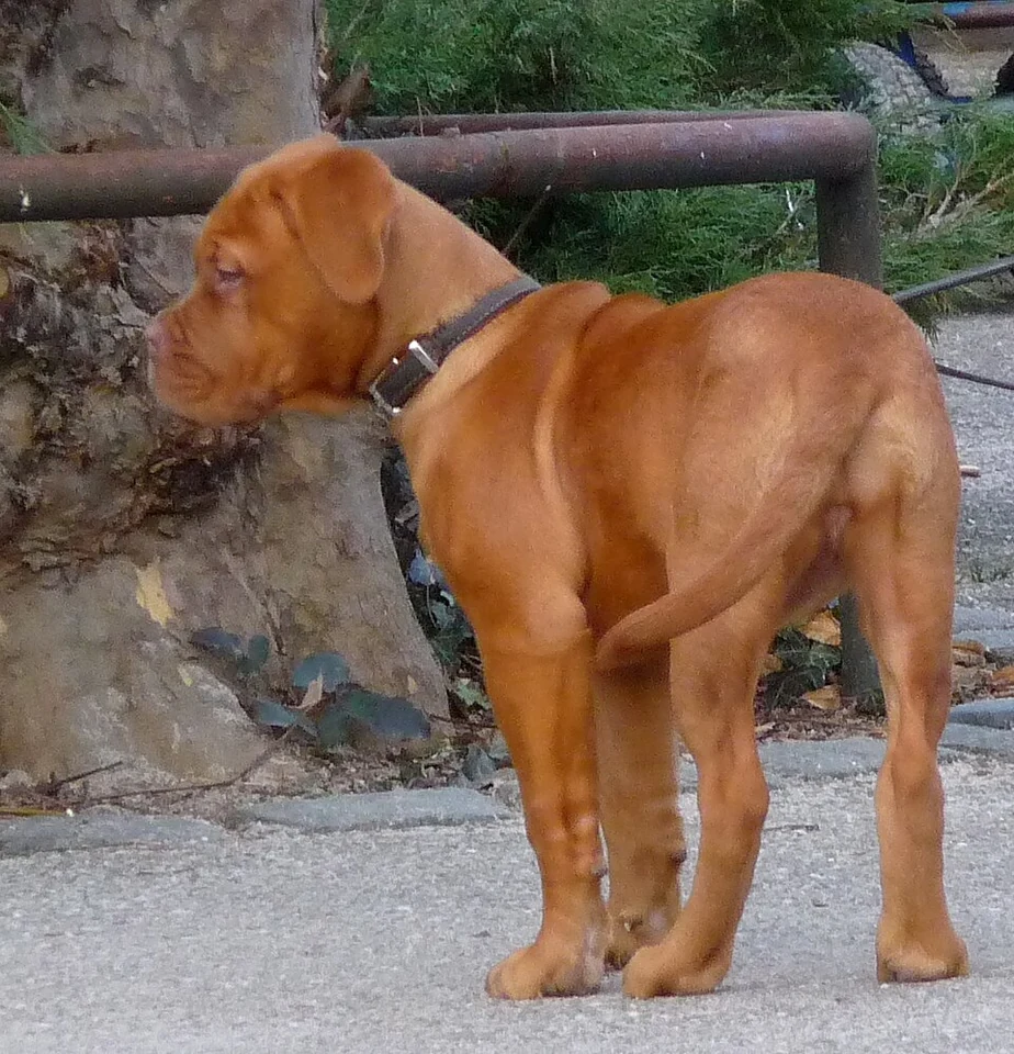 Filhote da raça Dogue de Bordeaux na Bahia — fotografia ilustrativa da raça