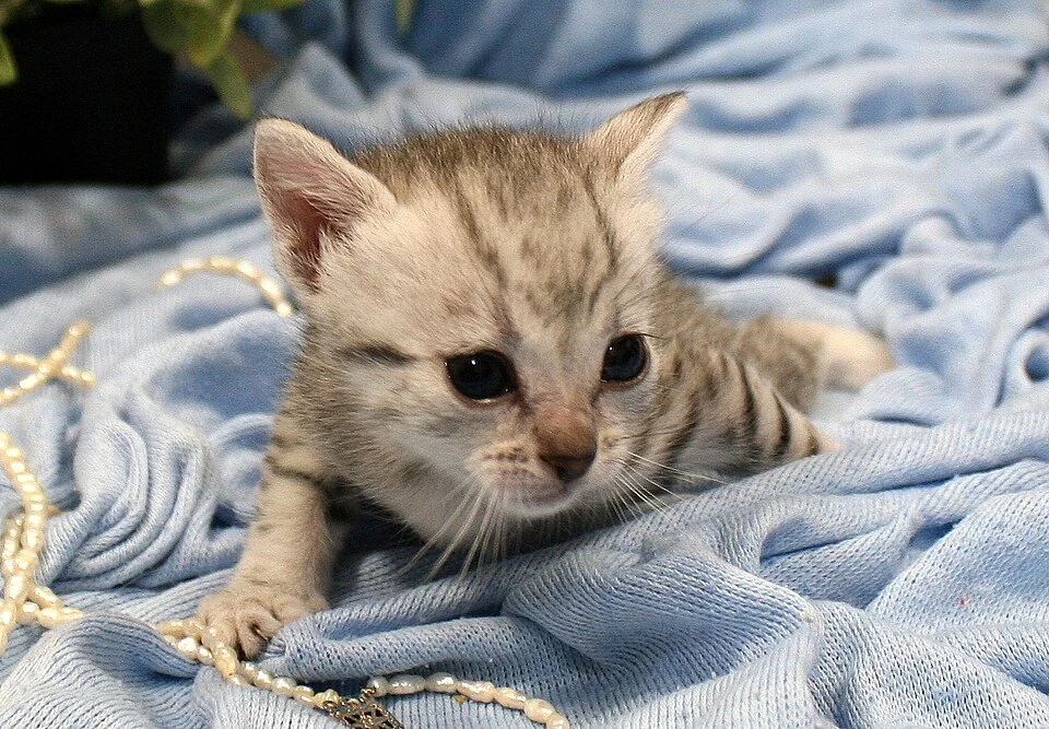 Filhote da raça Egyptian Mau em Anápolis — fotografia ilustrativa da raça