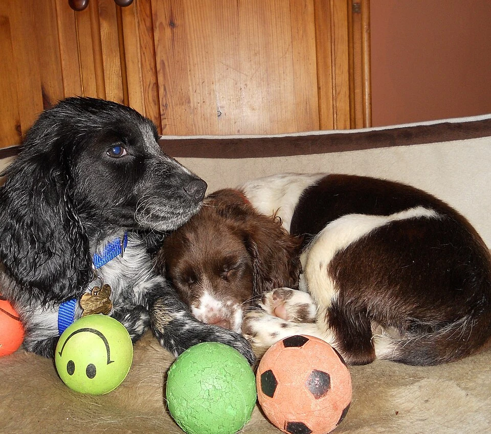 Filhote da raça English Springer Spaniel em Boa Vista — fotografia ilustrativa da raça