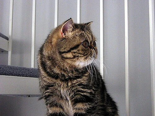 Filhote da raça Exotic Shorthair em Sobral — fotografia ilustrativa da raça