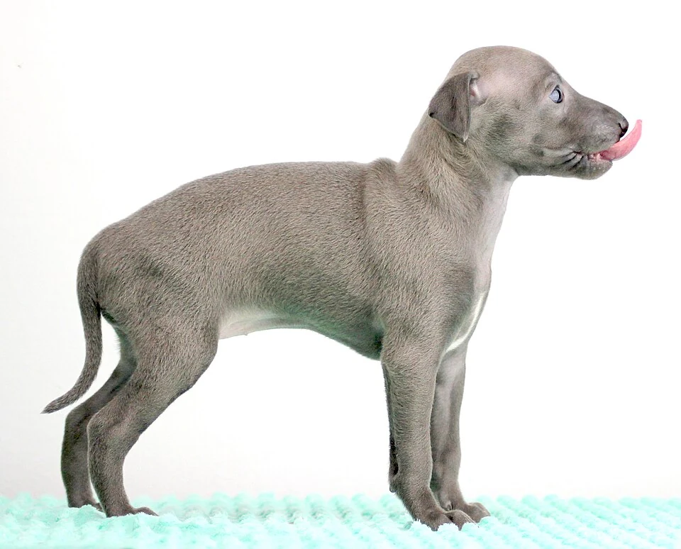 Filhote da raça Galgo Italiano - Italian Greyhound no Acre — fotografia ilustrativa da raça