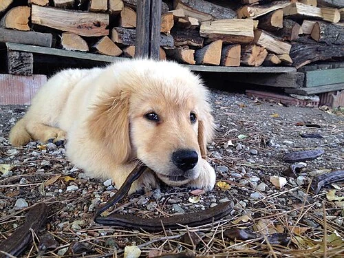 Filhote da raça Golden Retriever no Amazonas — fotografia ilustrativa da raça