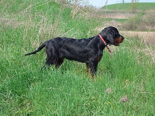 Filhote da raça Gordon Setter no Acre — fotografia ilustrativa da raça