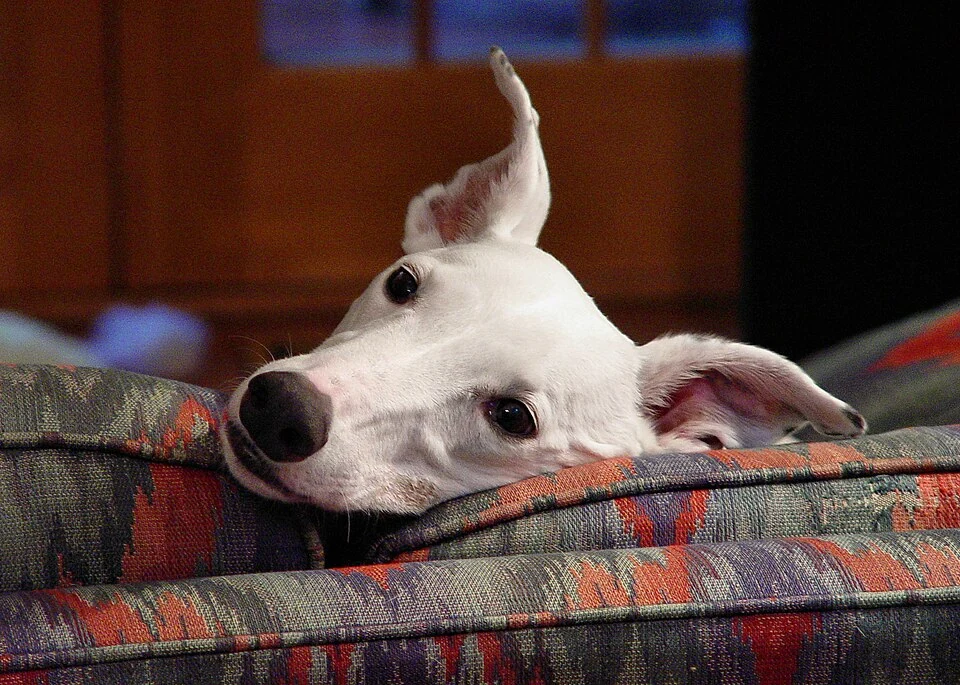 Filhote da raça Greyhound no Acre — fotografia ilustrativa da raça