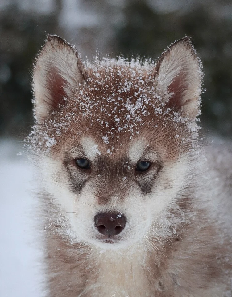 Filhote da raça Husky Siberiano em Gurupi — fotografia ilustrativa da raça