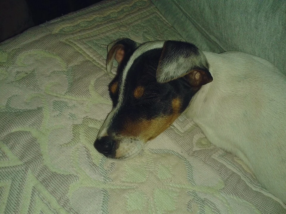 Filhote da raça Jack Russell Terrier em Caxias — fotografia ilustrativa da raça