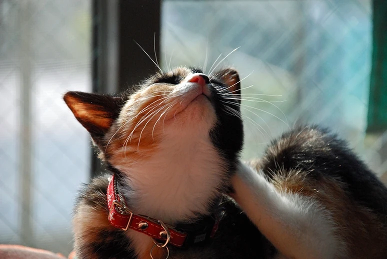 Filhote da raça Japanese Bobtail em Dourados — fotografia ilustrativa da raça