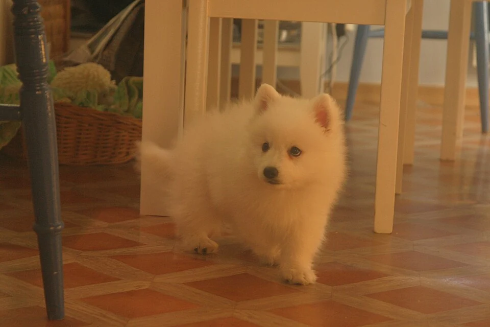 Filhote da raça Japanese Spitz em Caracaraí — fotografia ilustrativa da raça