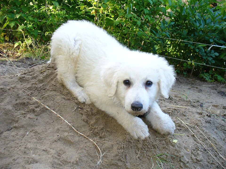 Filhote da raça Kuvasz em Caicó — fotografia ilustrativa da raça