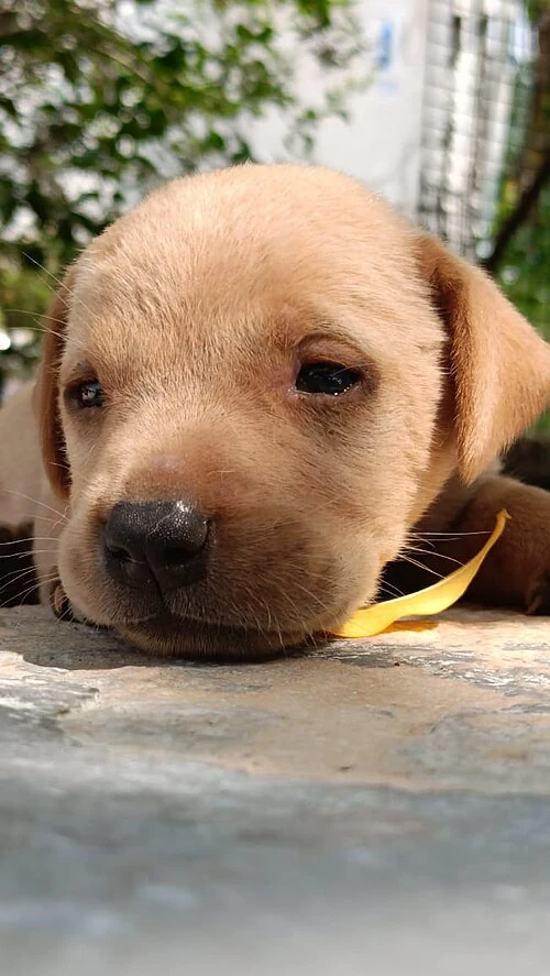 Filhote da raça Labrador Retriever em João Pessoa — fotografia ilustrativa da raça