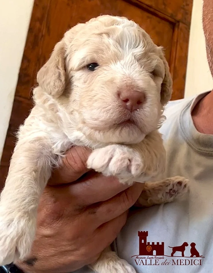 Filhote da raça Lagotto Romagnolo em Parintins — fotografia ilustrativa da raça