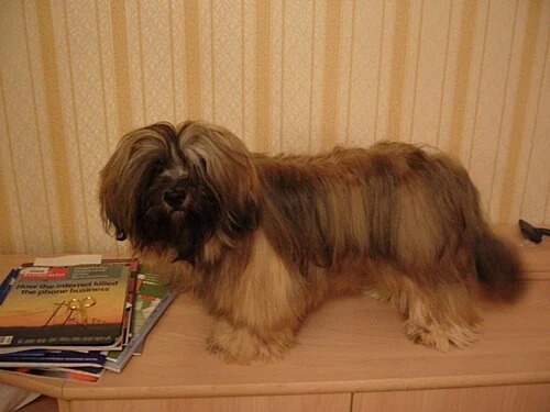 Filhote da raça Lhasa Apso em Florianópolis — fotografia ilustrativa da raça