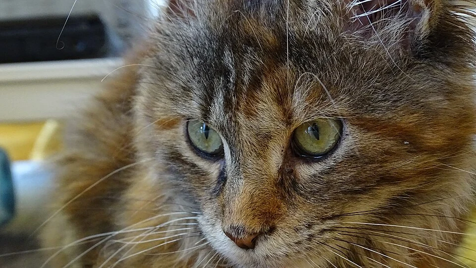 Filhote da raça Maine Coon em Santana — fotografia ilustrativa da raça
