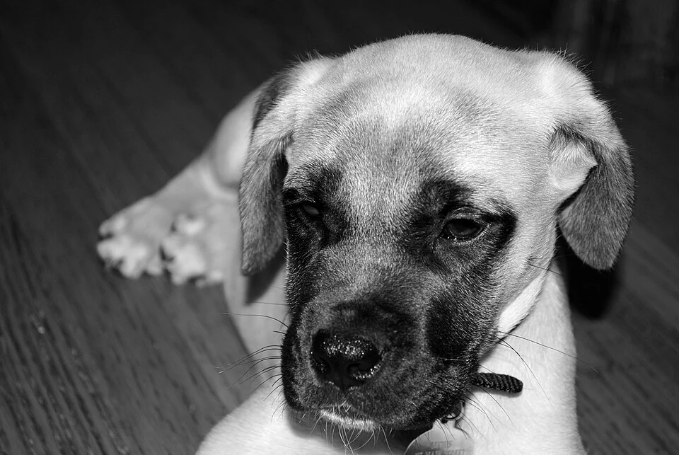 Filhote da raça Mastiff no Acre — fotografia ilustrativa da raça