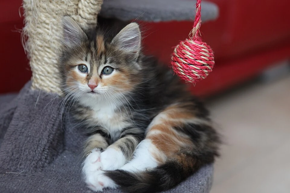 Filhote da raça Norwegian Forest Cat em Belém — fotografia ilustrativa da raça