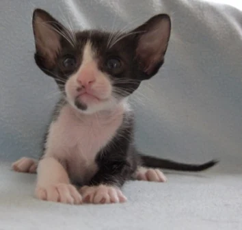 Filhote da raça Oriental Shorthair no Acre — fotografia ilustrativa da raça