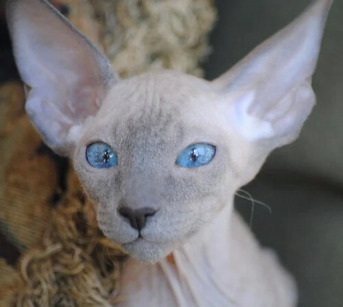 Filhote da raça Peterbald em Anápolis — fotografia ilustrativa da raça