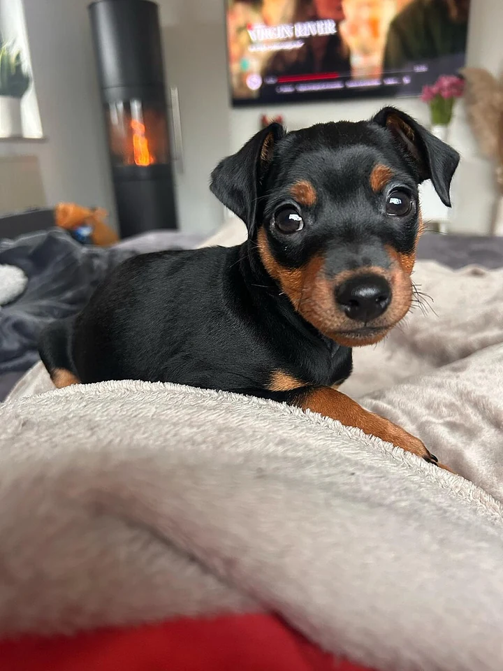 Filhote da raça Pinscher em Caicó — fotografia ilustrativa da raça