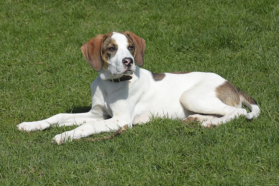 Filhote da raça Pointer Inglês no Acre — fotografia ilustrativa da raça