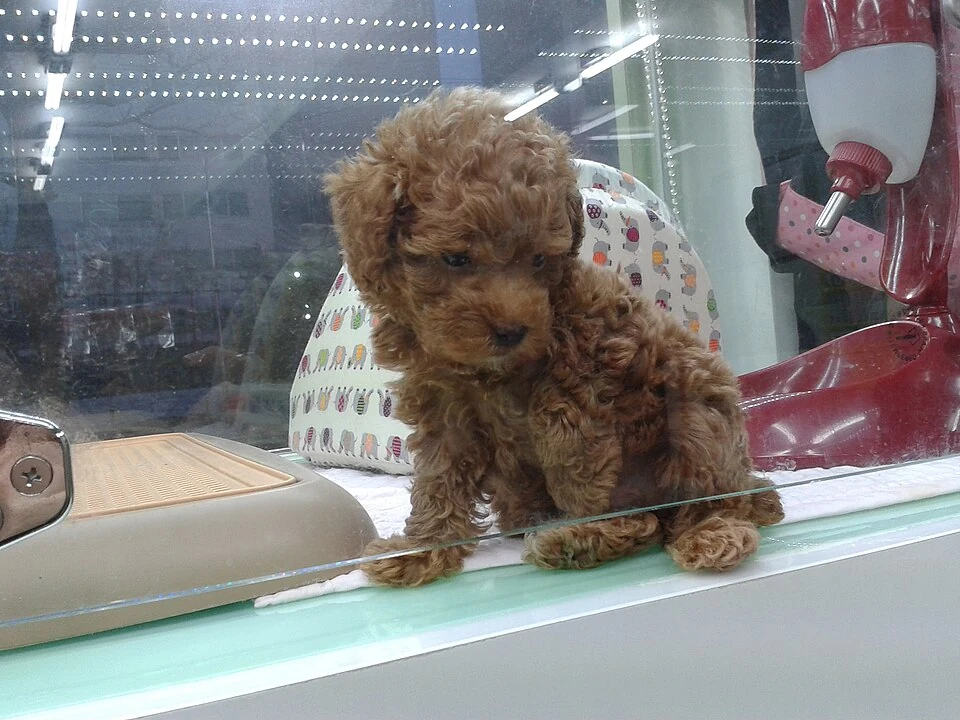 Filhote da raça Poodle em Serra — fotografia ilustrativa da raça