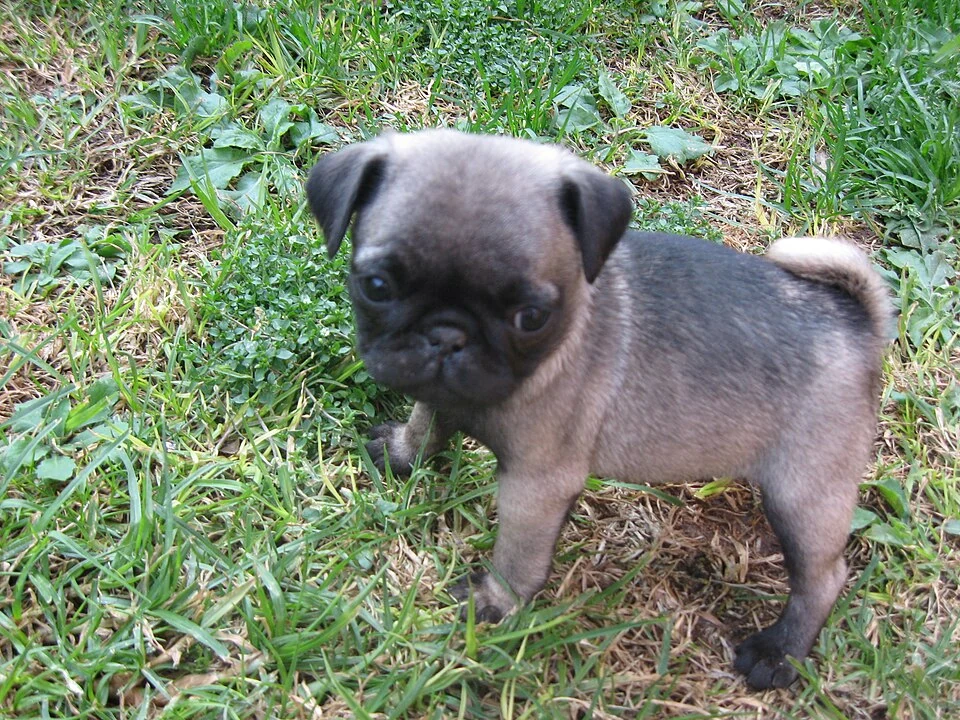 Filhote da raça Pug em Belém — fotografia ilustrativa da raça