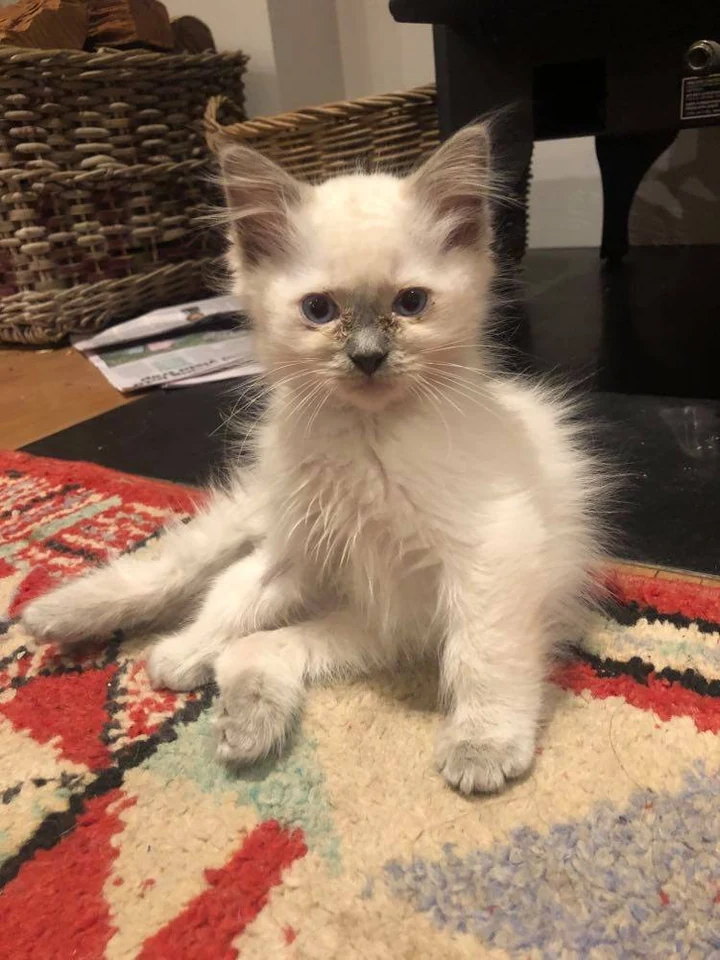 Filhote da raça Ragdoll em Anápolis — fotografia ilustrativa da raça