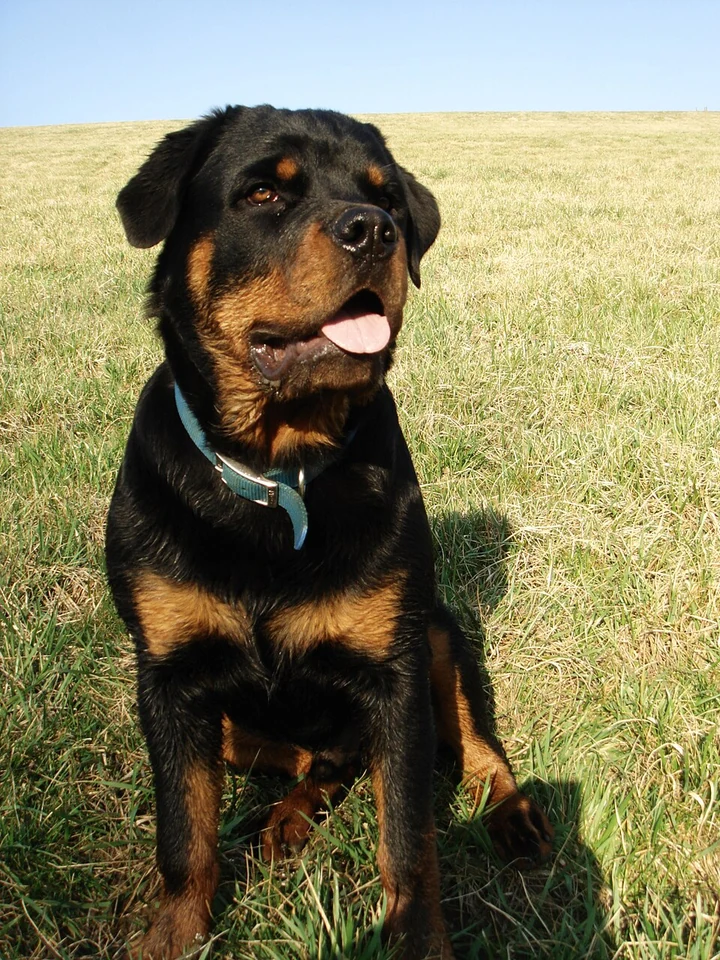 Filhote da raça Rottweiler no Amazonas — fotografia ilustrativa da raça