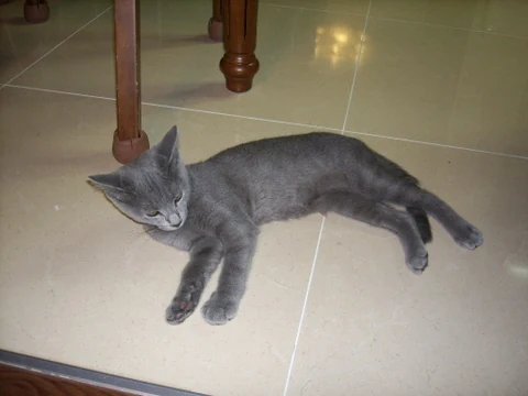 Filhote da raça Russian Blue em Caicó — fotografia ilustrativa da raça
