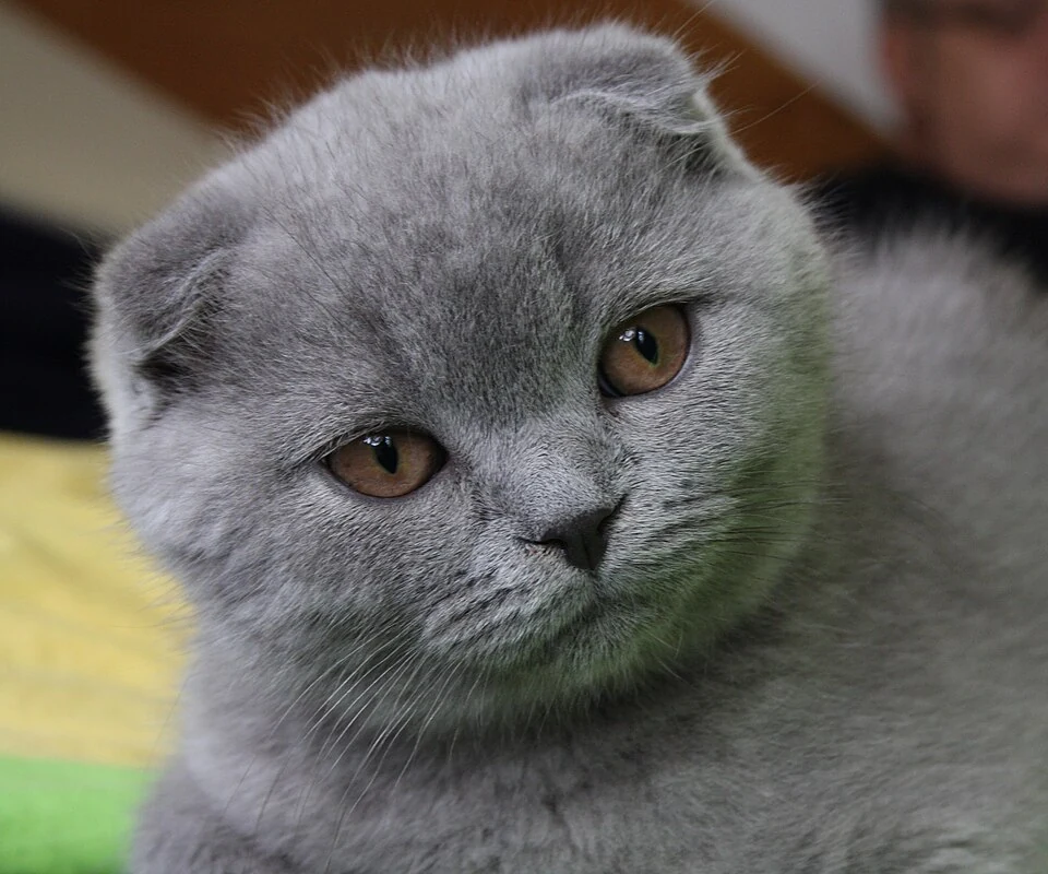 Filhote da raça Scottish Fold em Caicó — fotografia ilustrativa da raça