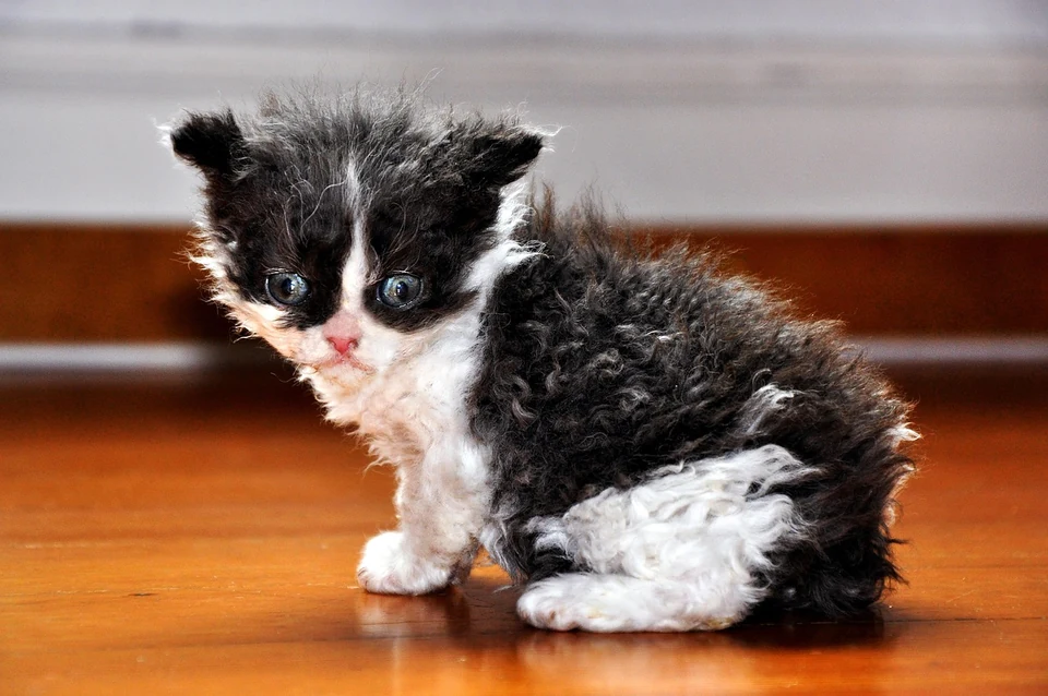 Filhote da raça Selkirk Rex em Picos — fotografia ilustrativa da raça