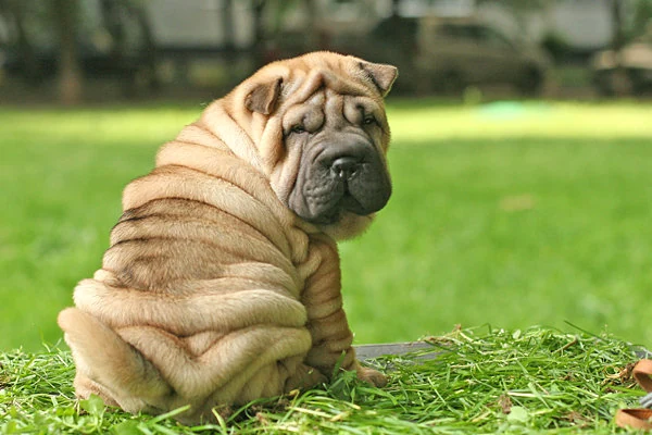 Filhote da raça Shar Pei em Natal — fotografia ilustrativa da raça