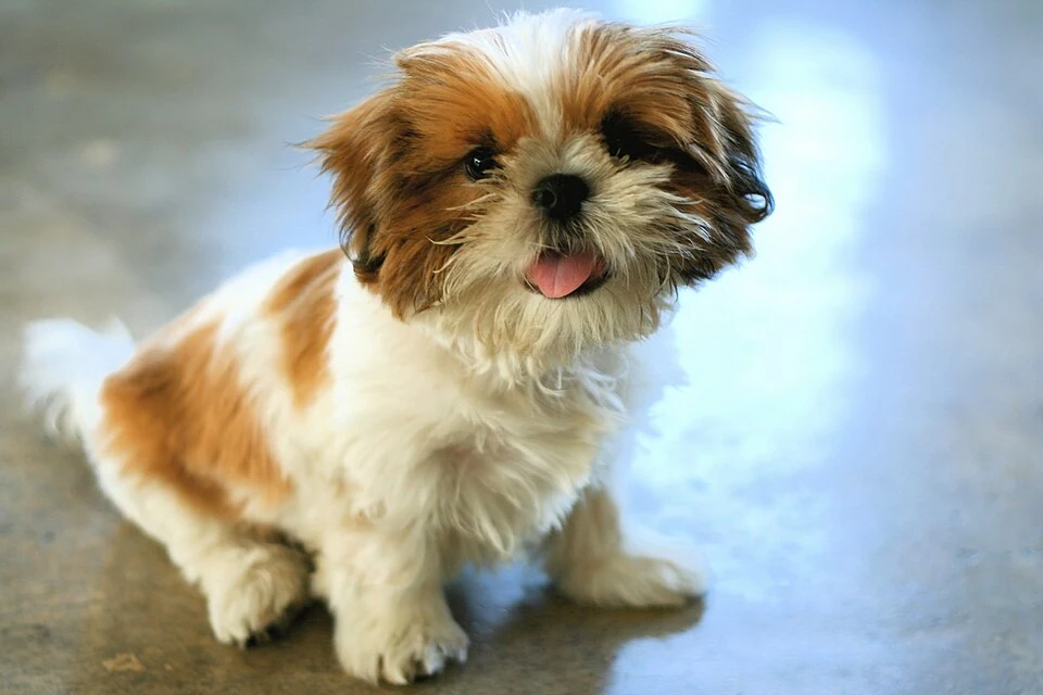 Filhote da raça Shih-Tzu em Cuiabá — fotografia ilustrativa da raça