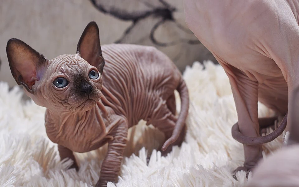 Filhote da raça Sphynx no Acre — fotografia ilustrativa da raça