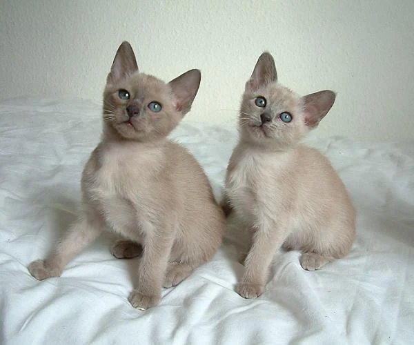 Filhote da raça Tonkinese no Amazonas — fotografia ilustrativa da raça