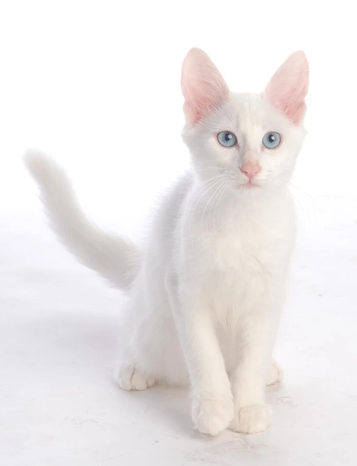 Filhote da raça Turkish Angora em Belém — fotografia ilustrativa da raça