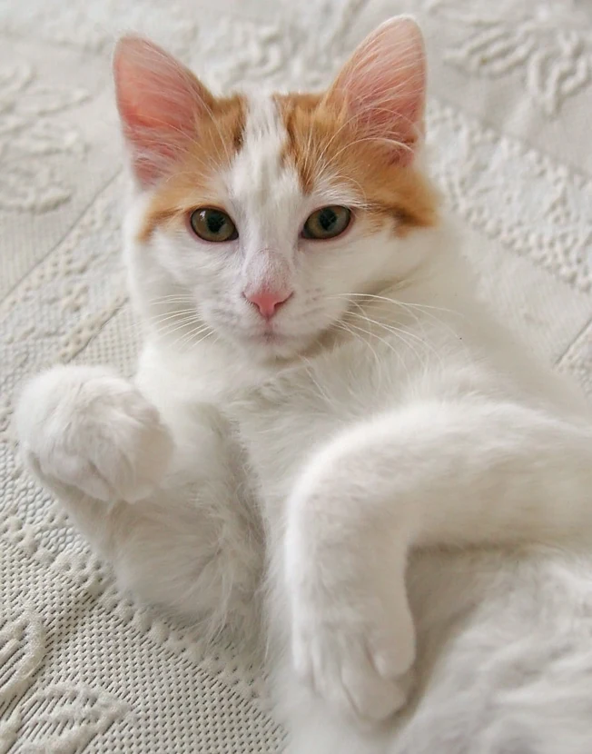 Filhote da raça Turkish Van em Florianópolis — fotografia ilustrativa da raça