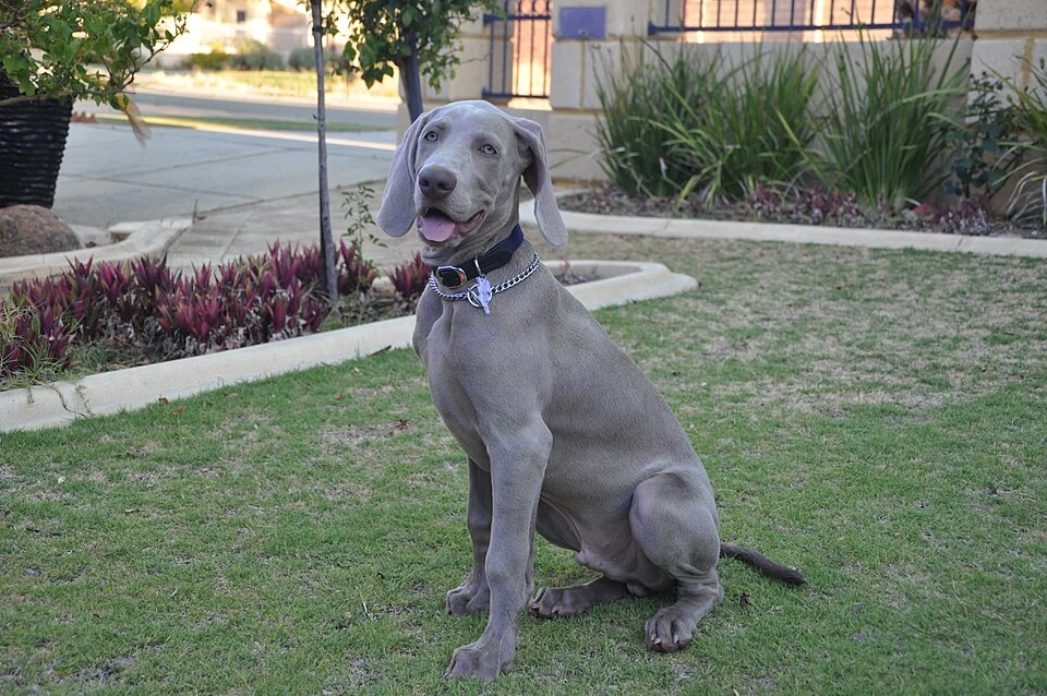 Filhote da raça Weimaraner no Acre — fotografia ilustrativa da raça