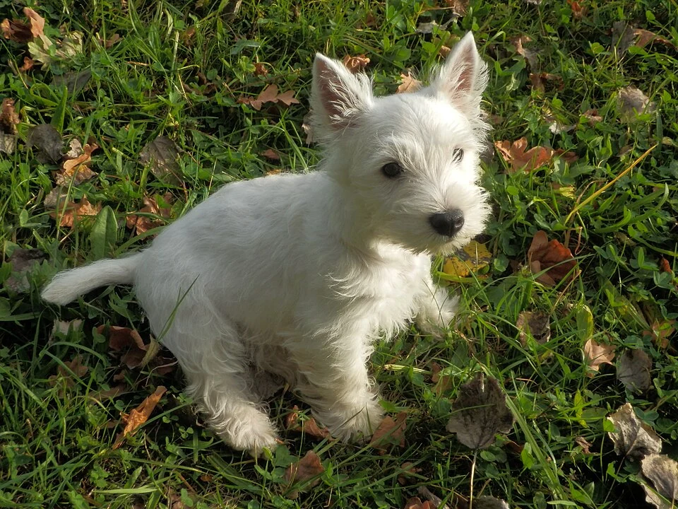 Filhote da raça West Highland White Terrier em Cuiabá — fotografia ilustrativa da raça