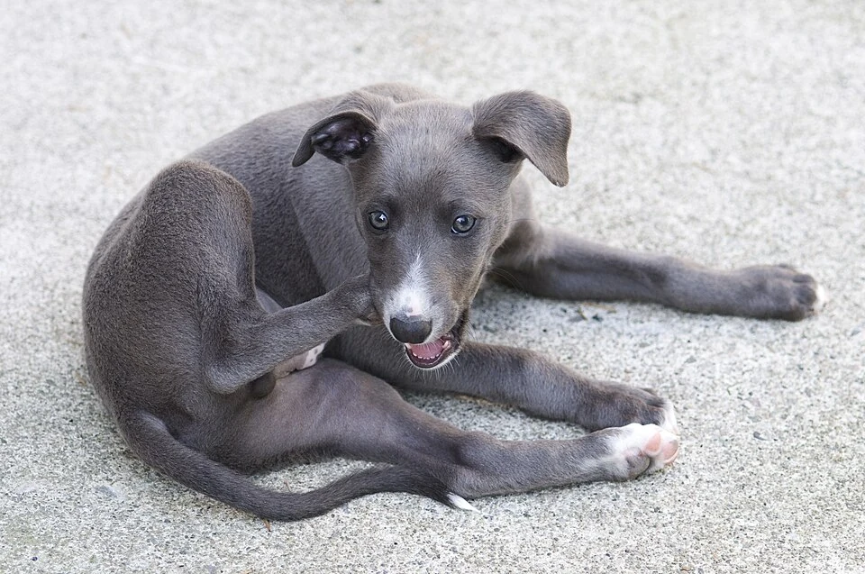 Filhote da raça Whippet no Amazonas — fotografia ilustrativa da raça