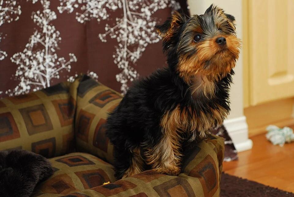 Filhote da raça Yorkshire Terrier no Amazonas — fotografia ilustrativa da raça